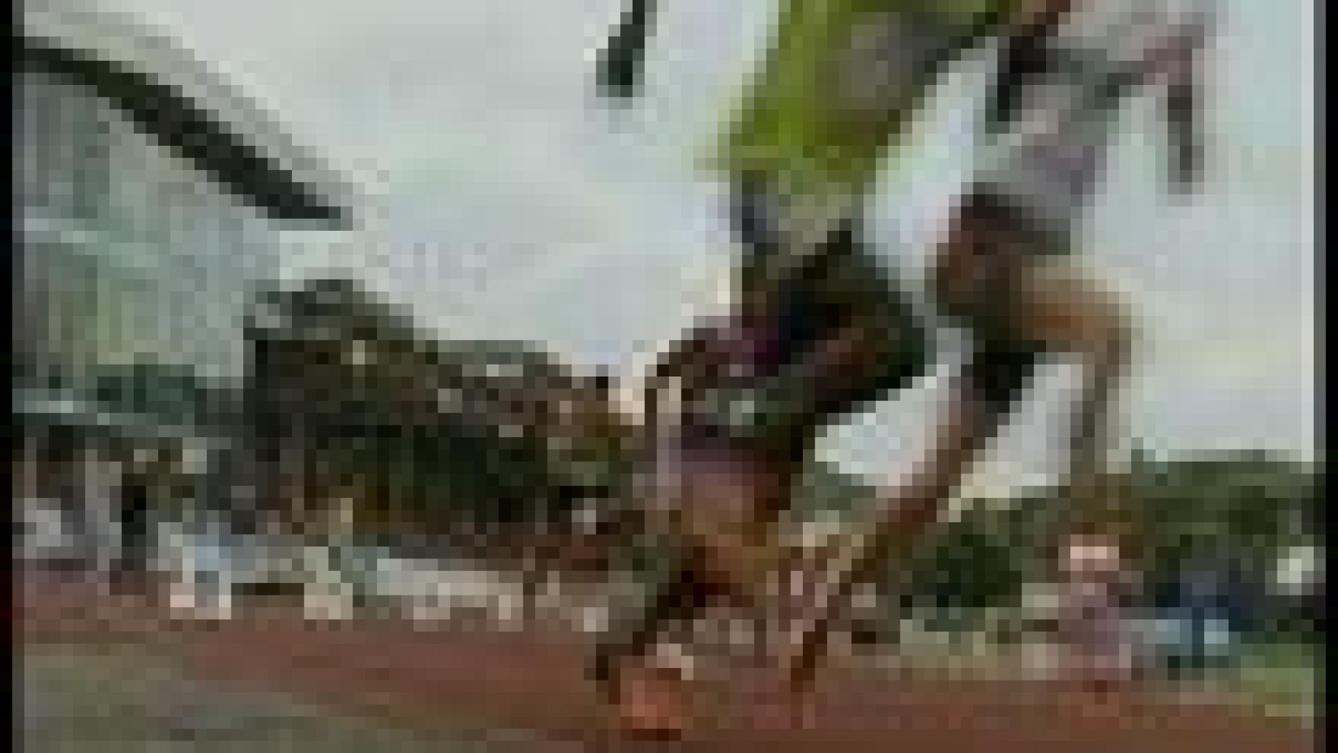 15-07-2008: 7ème édition pour le meeting d'athlétisme
